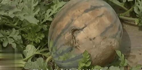 云南人吃土瓜视频大全集